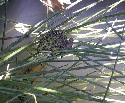 Rana.JPG (224.6 KiB) Osservato 755 volte Rana.JPG