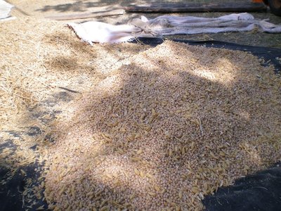 Ceci.JPG (311.62 KiB) Osservato 729 volte Ceci.JPG