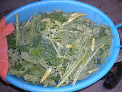 Cime di zucche.JPG (231.03 KiB) Osservato 742 volte Cime di zucche.JPG