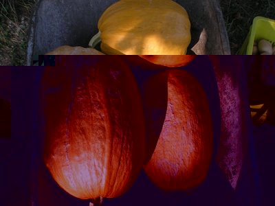 Zucche (2).JPG (208.06 KiB) Osservato 742 volte Zucche (2).JPG