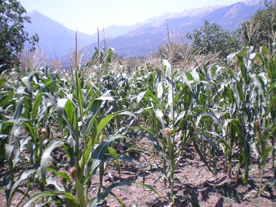 Mais.JPG (322.37 KiB) Osservato 742 volte Mais.JPG