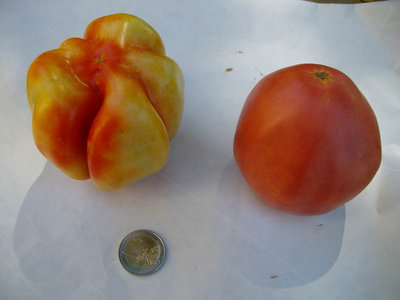 pom5.jpg (61.17 KiB) Osservato 881 volte pom5.jpg