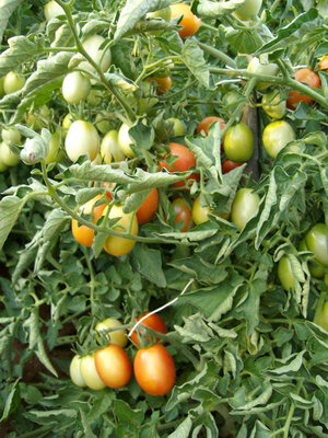 pomodori thailandesi / thail.jpg thail.jpg