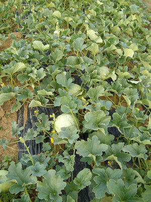 meloni1.jpg (184.71 KiB) Osservato 872 volte meloni1.jpg