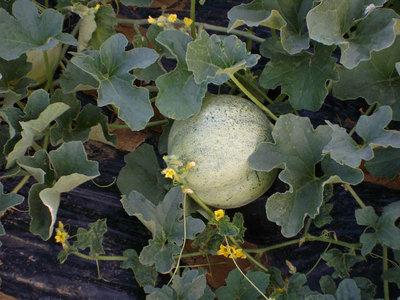 meloni.jpg (129.02 KiB) Osservato 872 volte meloni.jpg