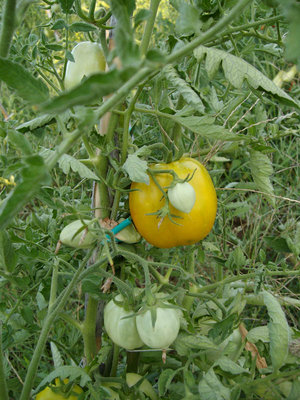 gialli.jpg (146.97 KiB) Osservato 872 volte gialli.jpg