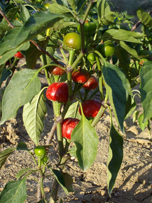 peperoni.jpg (170.68 KiB) Osservato 872 volte peperoni.jpg