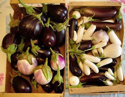 Raccolto di melanzane.jpg (154.54 KiB) Osservato 963 volte Raccolto di melanzane.jpg