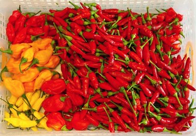 Raccolto di peperoncini.jpg (154.68 KiB) Osservato 963 volte Raccolto di peperoncini.jpg