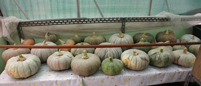 Raccolto di zucche.jpg (89.75 KiB) Osservato 963 volte Raccolto di zucche.jpg