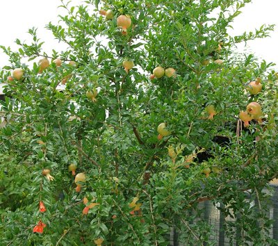 Melograno carico di frutti.jpg (306.61 KiB) Osservato 963 volte Melograno carico di frutti.jpg