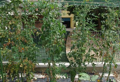 Piante di pomodori.jpg (248.72 KiB) Osservato 962 volte Piante di pomodori.jpg