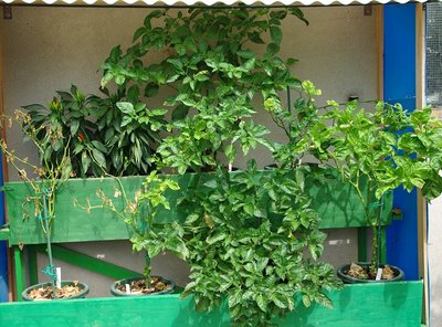 Piante di peperoncini.jpg (209.08 KiB) Osservato 962 volte Piante di peperoncini.jpg