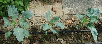 Broccoli.jpg (146.08 KiB) Osservato 962 volte Broccoli.jpg