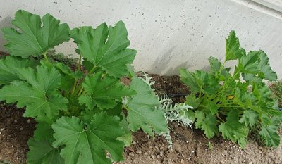 Nuove zucchine.jpg (146.44 KiB) Osservato 962 volte Nuove zucchine.jpg