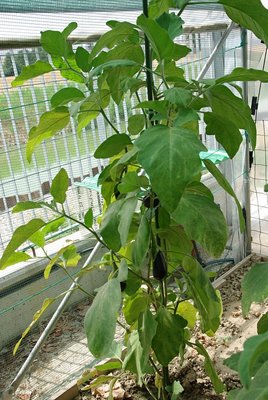 Melanzana sotto tunnel.jpg (193.51 KiB) Osservato 962 volte Melanzana sotto tunnel.jpg