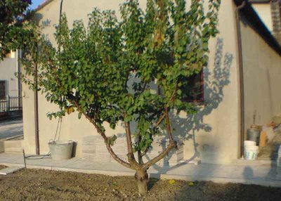 albicocco.jpg (63.05 KiB) Osservato 1555 volte albicocco.jpg