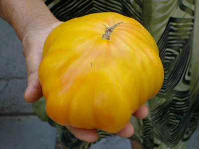 pom gialli1.jpg (77.91 KiB) Osservato 929 volte pom gialli1.jpg