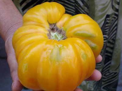 pom gialli3.jpg (82.57 KiB) Osservato 929 volte pom gialli3.jpg