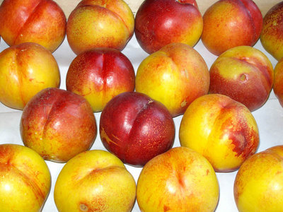 pesche gialle.jpg (132.54 KiB) Osservato 928 volte pesche gialle.jpg