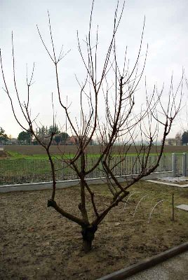 albicocco1.JPG (64.5 KiB) Osservato 1554 volte albicocco1.JPG