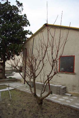 albicocco2.JPG (65.73 KiB) Osservato 1554 volte albicocco2.JPG