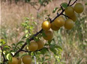 Frutto rusticani.jpg Frutto rusticani.jpg