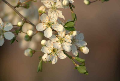 Fiore del rusticano.jpg (34.33 KiB) Osservato 1700 volte Fiore del rusticano.jpg