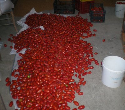 Pomodori.JPG (219.88 KiB) Osservato 704 volte Pomodori.JPG