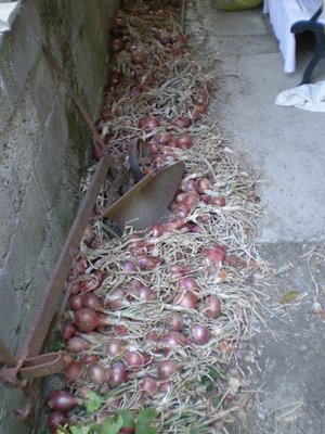 Cipolle.JPG (232.19 KiB) Osservato 704 volte Cipolle.JPG