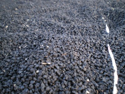 Semi di cipolle.JPG (232.29 KiB) Osservato 704 volte Semi di cipolle.JPG