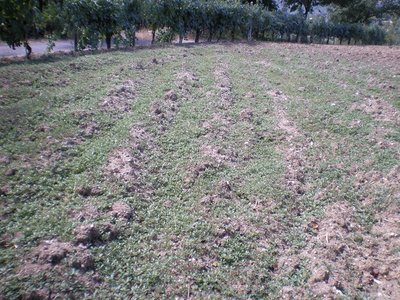 Portulaca.JPG (347.95 KiB) Osservato 704 volte Portulaca.JPG