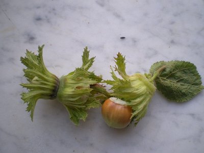 Nocciole.JPG (135.07 KiB) Osservato 786 volte Nocciole.JPG