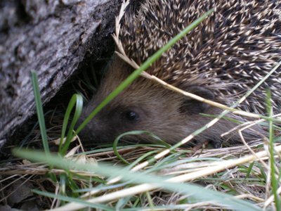 Riccio.JPG (212.75 KiB) Osservato 786 volte Riccio.JPG