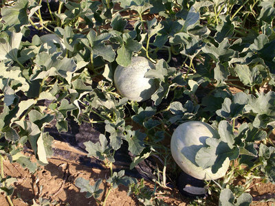 meloni2.jpg (198.85 KiB) Osservato 898 volte meloni2.jpg