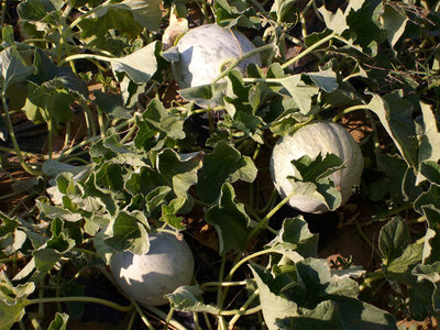 meloni.jpg (170.46 KiB) Osservato 898 volte meloni.jpg