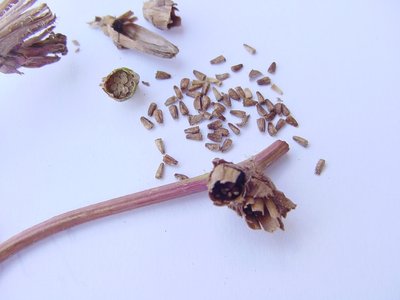 semiradicchio.JPG (190.19 KiB) Osservato 813 volte semiradicchio.JPG