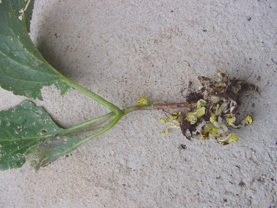 erzaviolagermogli2.JPG (290.63 KiB) Osservato 813 volte erzaviolagermogli2.JPG