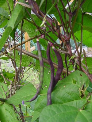 fagioliniviola.JPG (253.12 KiB) Osservato 813 volte fagioliniviola.JPG