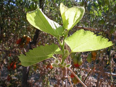 Gelso.JPG (248.92 KiB) Osservato 711 volte Gelso.JPG