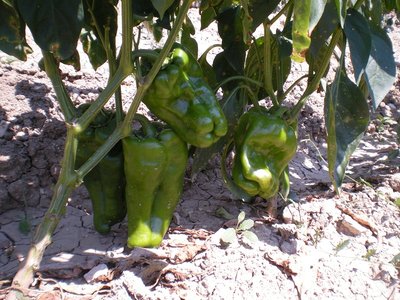 Peperoni.JPG (274.36 KiB) Osservato 711 volte Peperoni.JPG