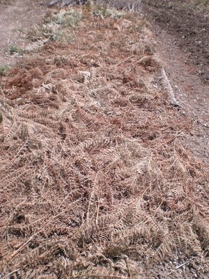 Semenzaio cipolle.JPG (378.65 KiB) Osservato 711 volte Semenzaio cipolle.JPG