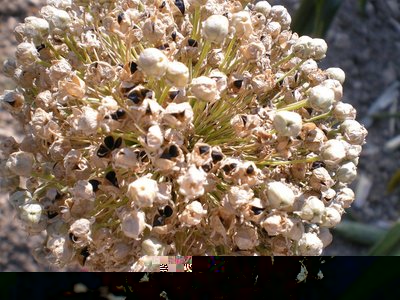 Fiore cipolla.JPG (269.39 KiB) Osservato 848 volte Fiore cipolla.JPG