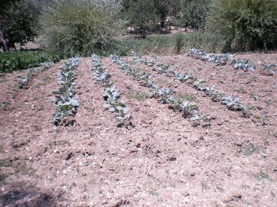 Cavoli verza.JPG (343.74 KiB) Osservato 848 volte Cavoli verza.JPG