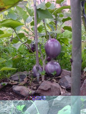 sottoboscodimelanzane.JPG (219.73 KiB) Osservato 928 volte sottoboscodimelanzane.JPG