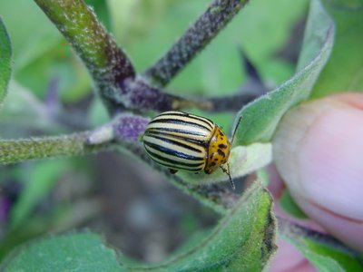 dori-foradalebale.JPG (171.97 KiB) Osservato 928 volte dori-foradalebale.JPG