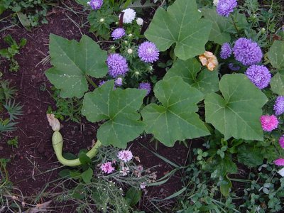 zucchinaastri.JPG (258.69 KiB) Osservato 928 volte zucchinaastri.JPG