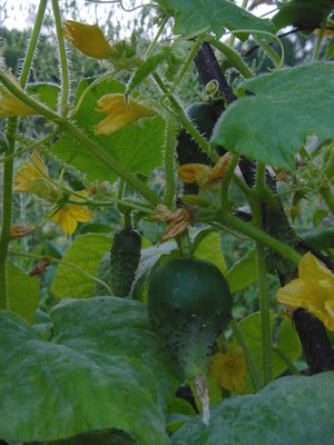 cetrioli.JPG (231.72 KiB) Osservato 928 volte cetrioli.JPG