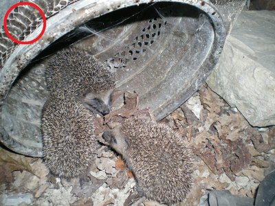 Ricci.JPG (294.48 KiB) Osservato 810 volte Ricci.JPG