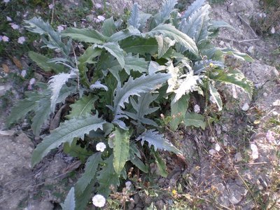 Carciofi.JPG (287.73 KiB) Osservato 810 volte Carciofi.JPG